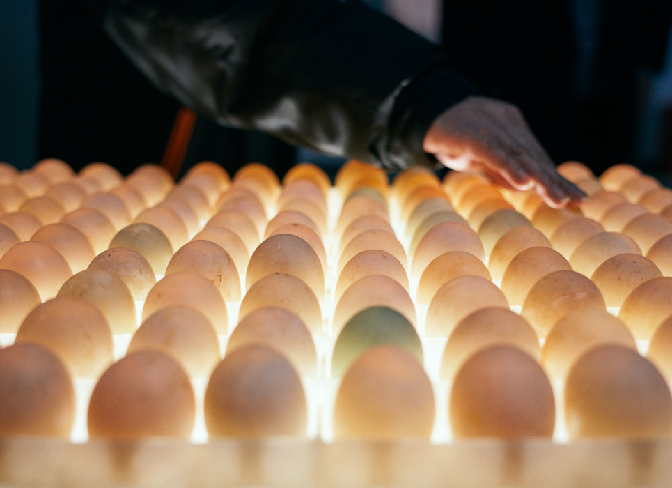 Shunhua Linwu Duck Chenzhou Experience Factory の制作風景 6