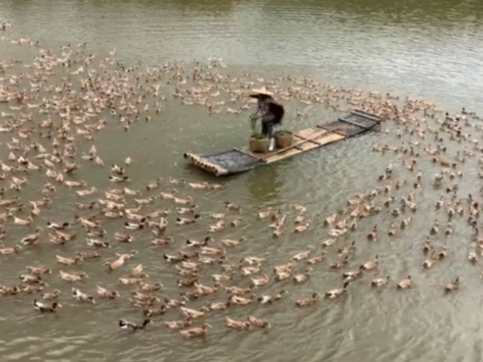 Shunhua Linwu Duck Chenzhou Experience Factory の制作風景 9